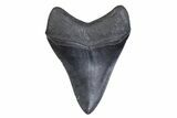 Serrated, Fossil Megalodon Tooth - South Carolina #371808-1